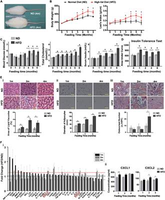 CXCL2 Impairs Functions of Bone Marrow Mesenchymal Stem Cells and Can Serve as a Serum Marker in High-Fat Diet-Fed Rats